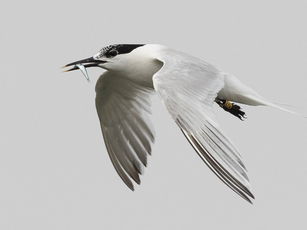 Drugs and pesticides in the feathers of sandwich terns and seagulls
