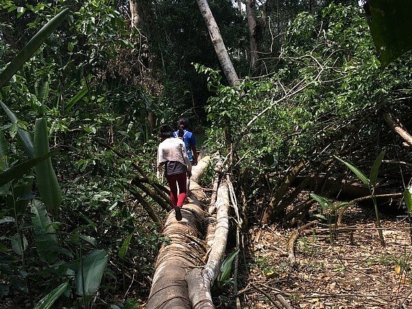 Donne e deforestazione: il legame tra violenza ecologica e di genere nelle comunità indigene amazzoniche, secondo il progetto W-Deforest