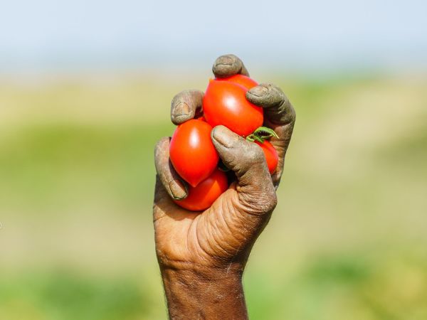 Food Production and Institutionalised Exploitation