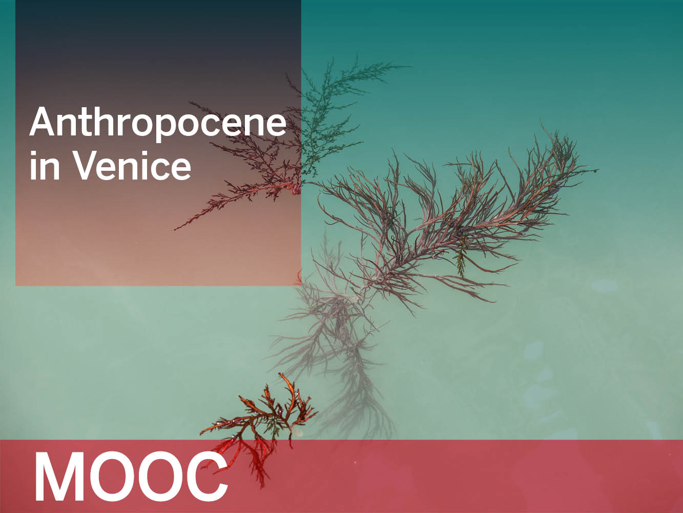 Anthropocene in Venice: dall'11 gennaio iscrizioni aperte per il nuovo MOOC di Ca' Foscari
