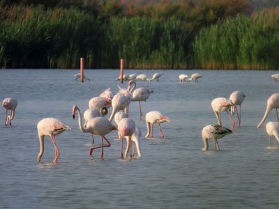 flamingos