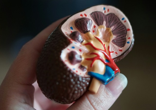 plastic kidney section