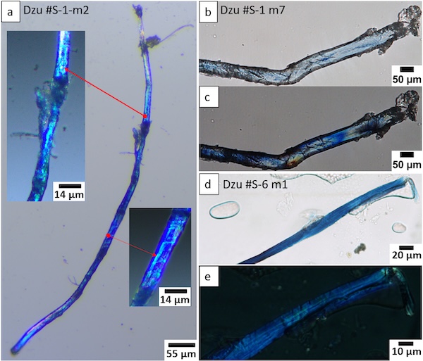 Le fibre colorate di blu, come si vedono al microscopio confocale Le fibre colorate di blu, come si vedono al microscopio confocale